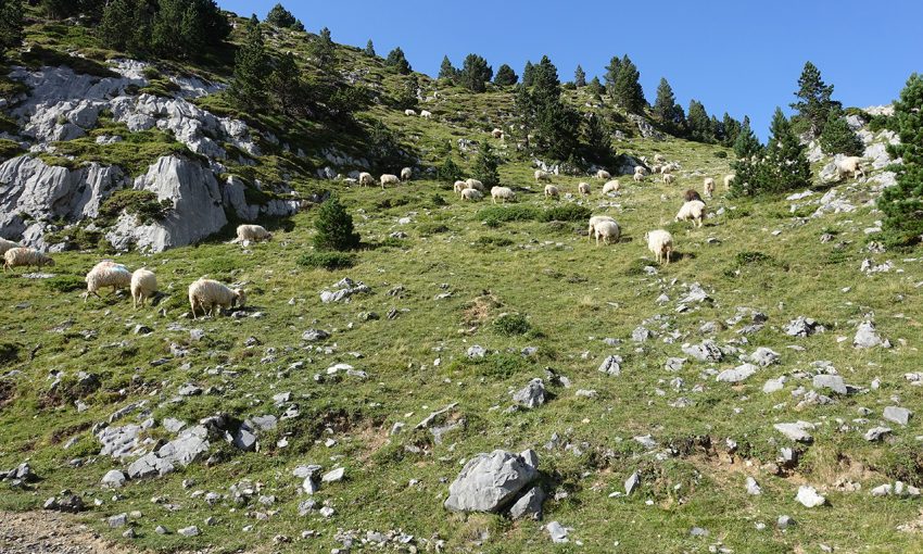 troupeaux dans les montagnes avec des clochettes, quelle belle musique