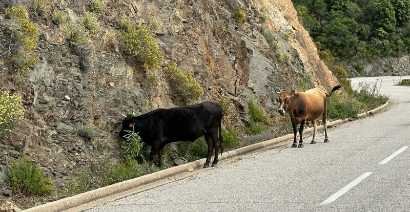 des animaux sur la route en Corse, prudence !