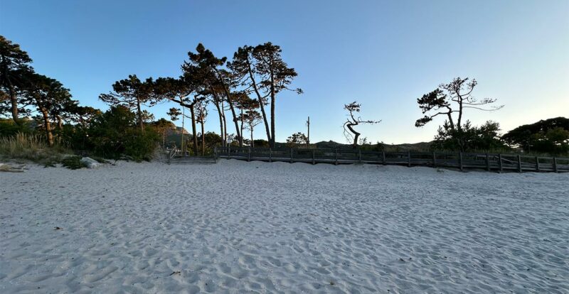 plage : la pinède à Calvi, le paradis