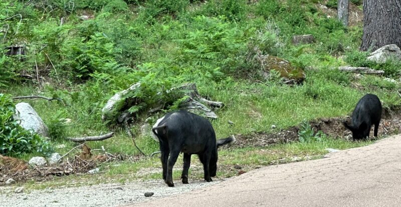 petit cochon sauvage sur les routes Corses