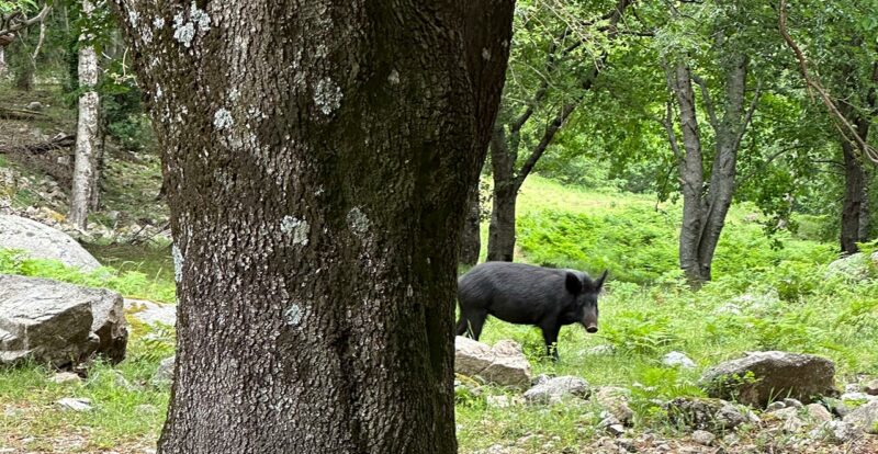 cochon sauvage sur les routes Corses